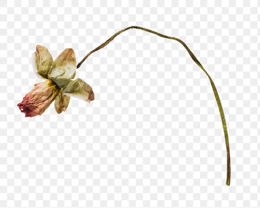 Dried poppy flower png,  transparent background