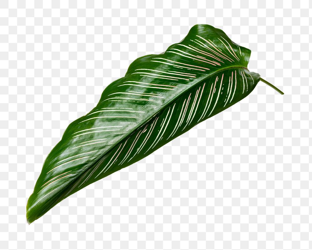 Calathea Ornata leaf png on transparent background 