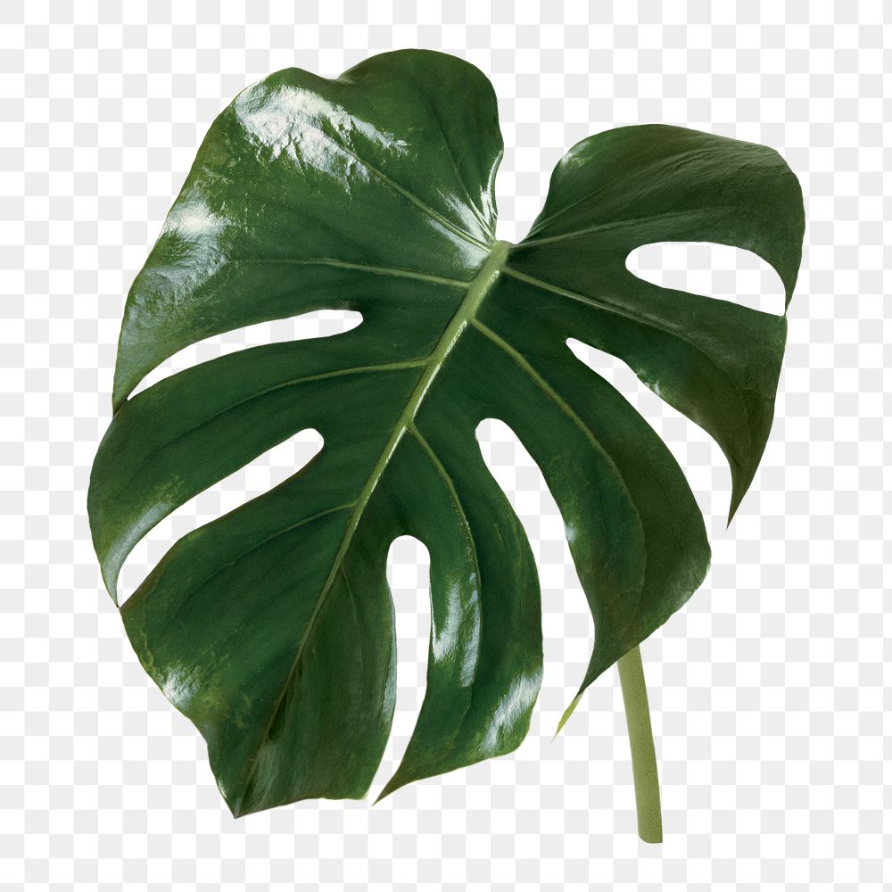 Monstera plant png on transparent background 