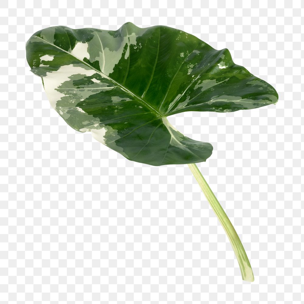 Arrowleaf elephant ear png on transparent background 