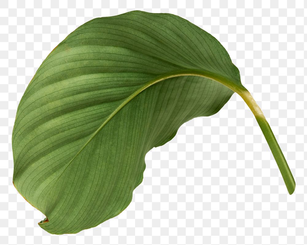 Calathea Orbifolia leaf png on transparent background 