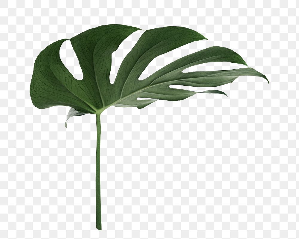 Monstera plant png on transparent background 