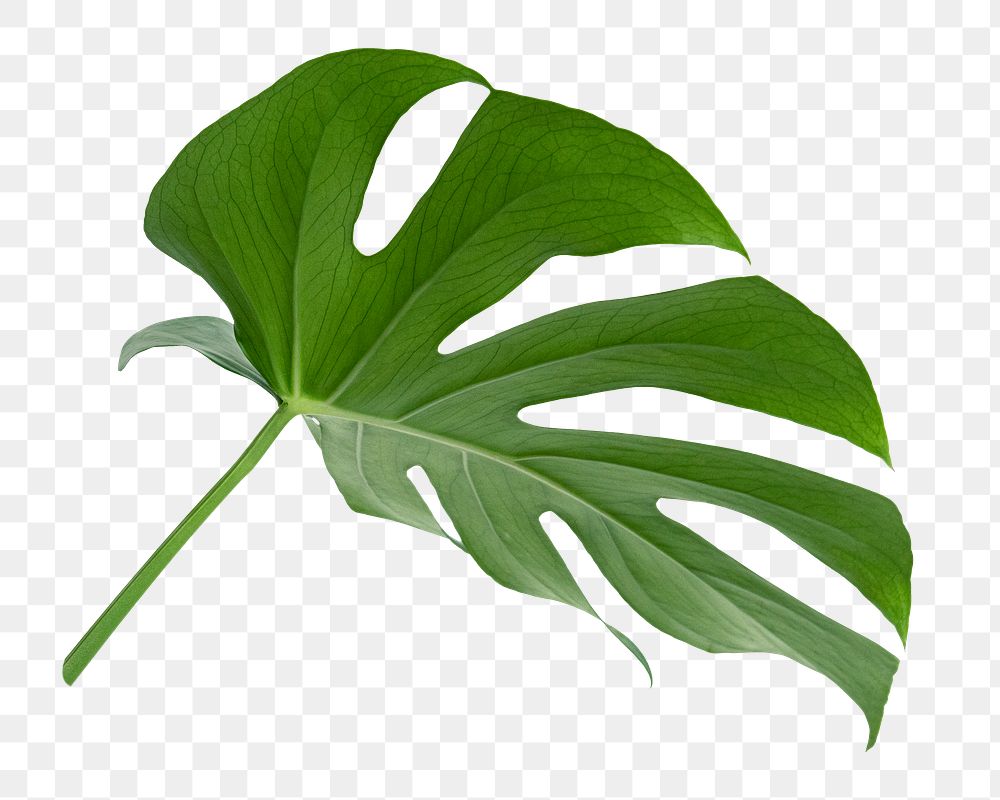 Monstera plant png on transparent background 