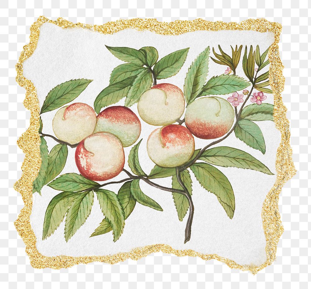 PNG Vintage peach branch illustration, ripped paper transparent background. Remixed by rawpixel.