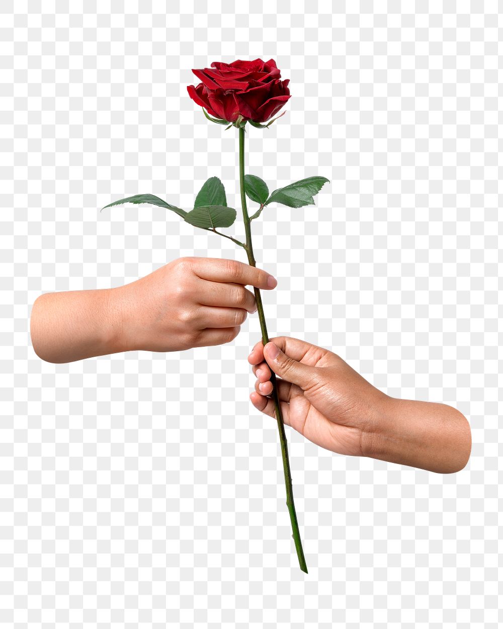 PNG valentine's red rose, given to lover, transparent background