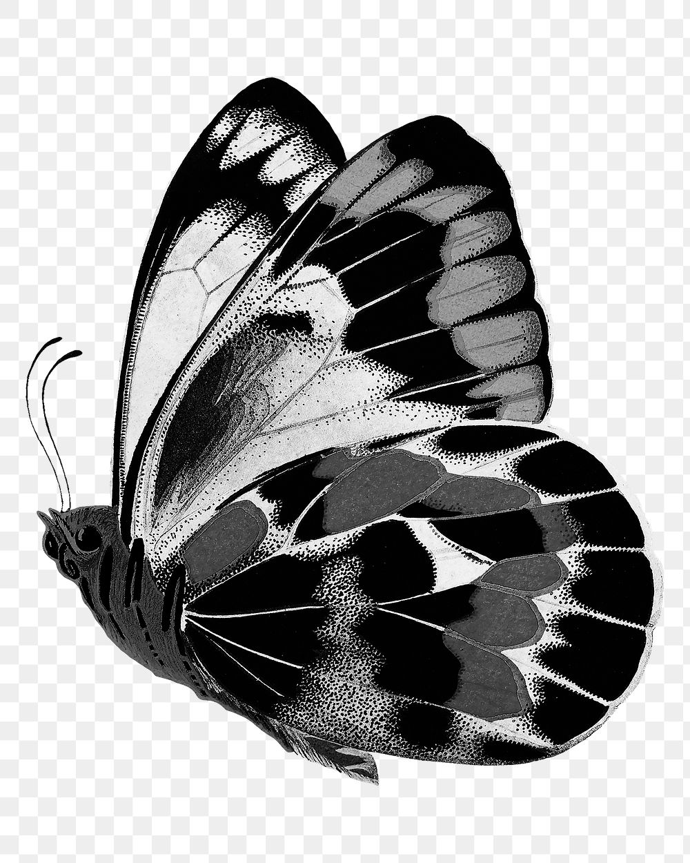 Black butterfly png, transparent background