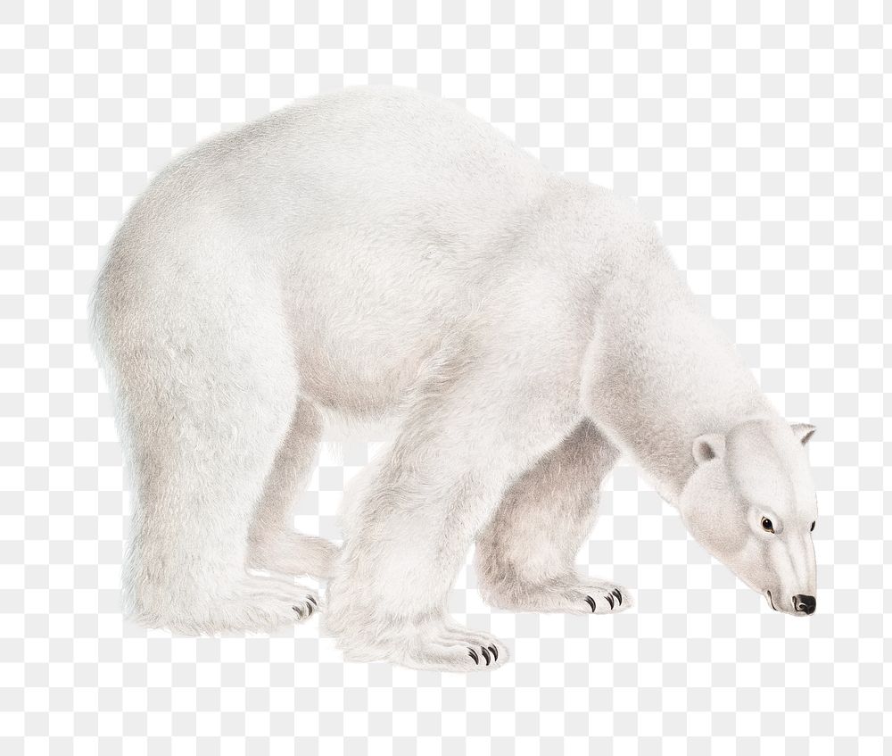 Polar bear png, wild animal illustration, transparent background