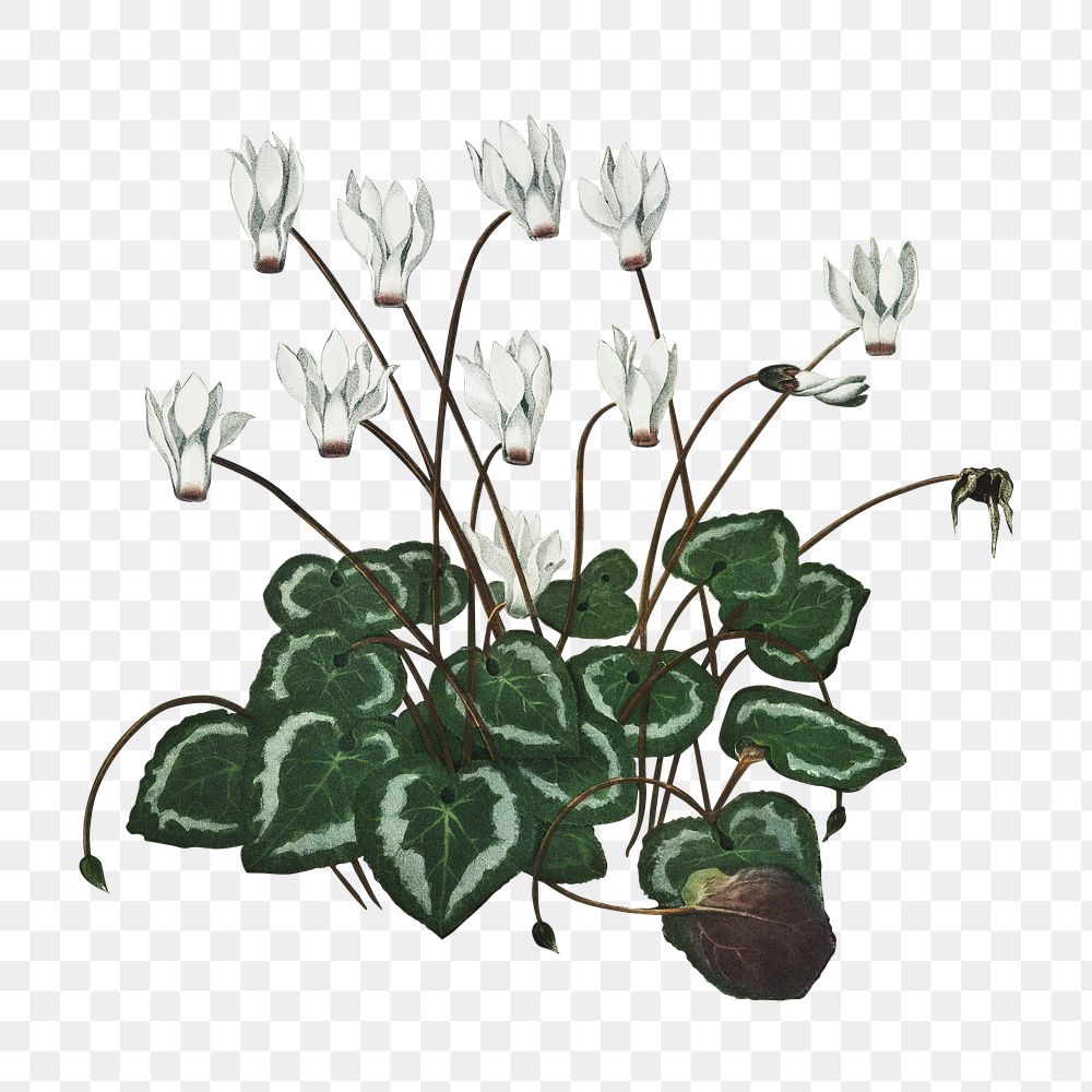 Vintage Persian cyclamen png, transparent background 