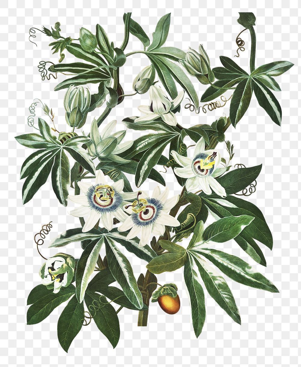 Bluecrown passionflower  png, transparent background 