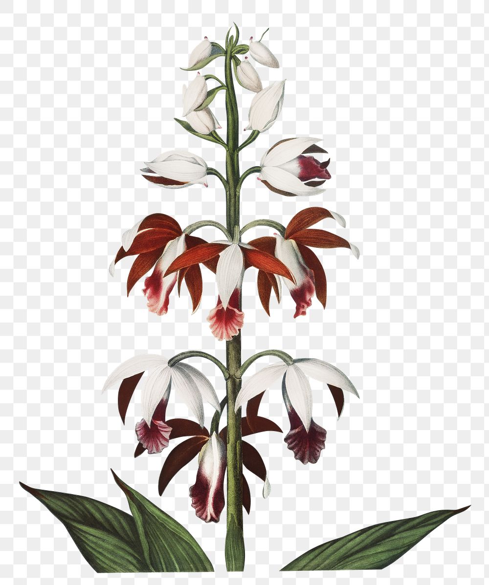 Chinese limodoron flower png, transparent background 