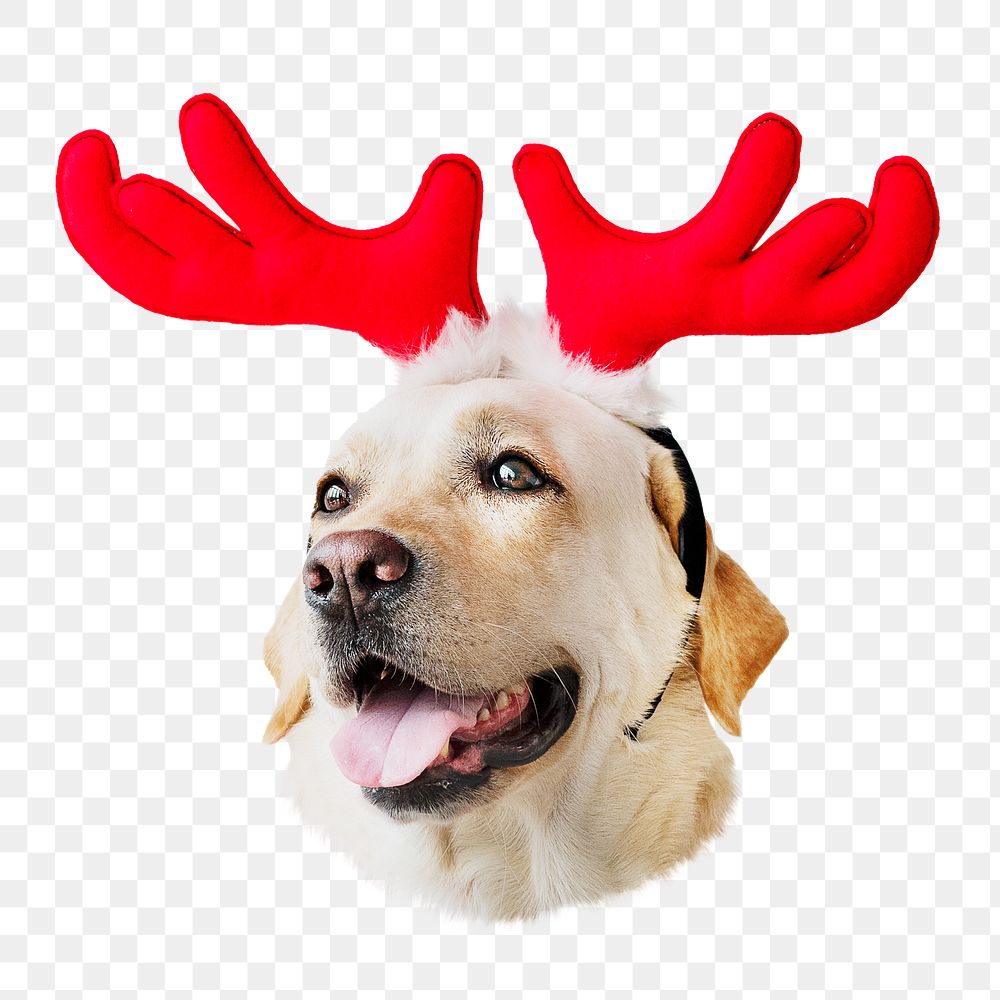 PNG Christmas Labrador Retriever wearing antlers, collage element, transparent background