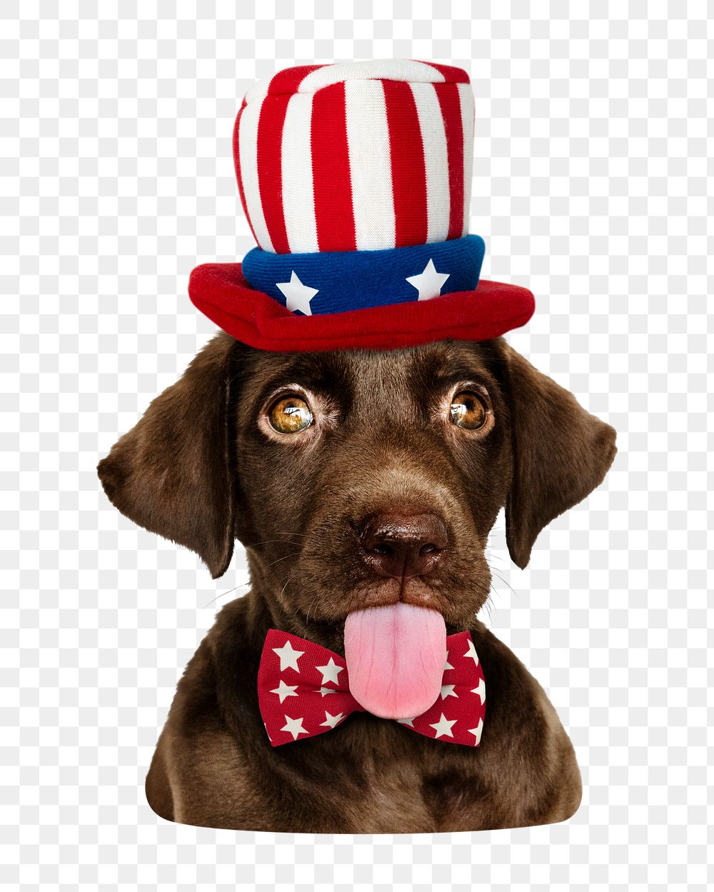Png Labrador Retriever in Uncle Sam hat and bow tie,  transparent background