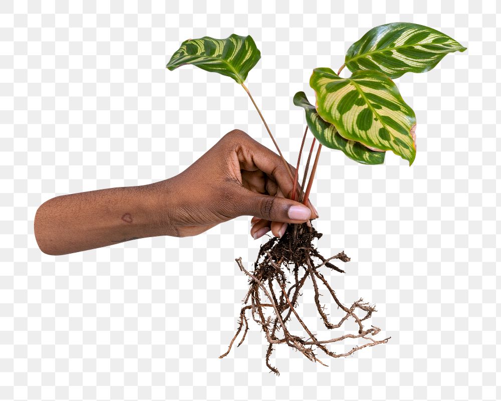 Hand holding png peacock plant, transparent background