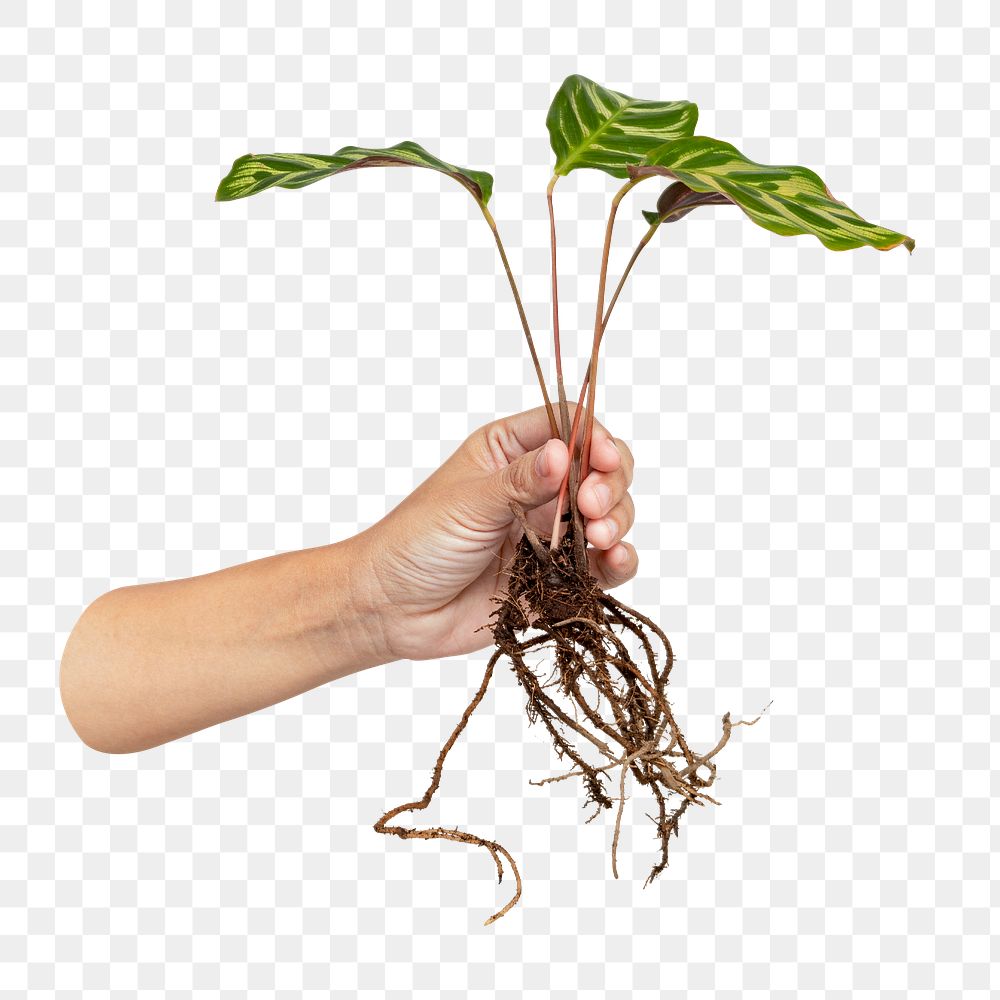 Hand holding png peacock plant, transparent background