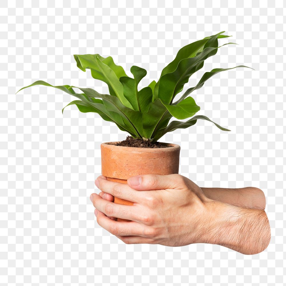 Png hand holding plant, transparent background