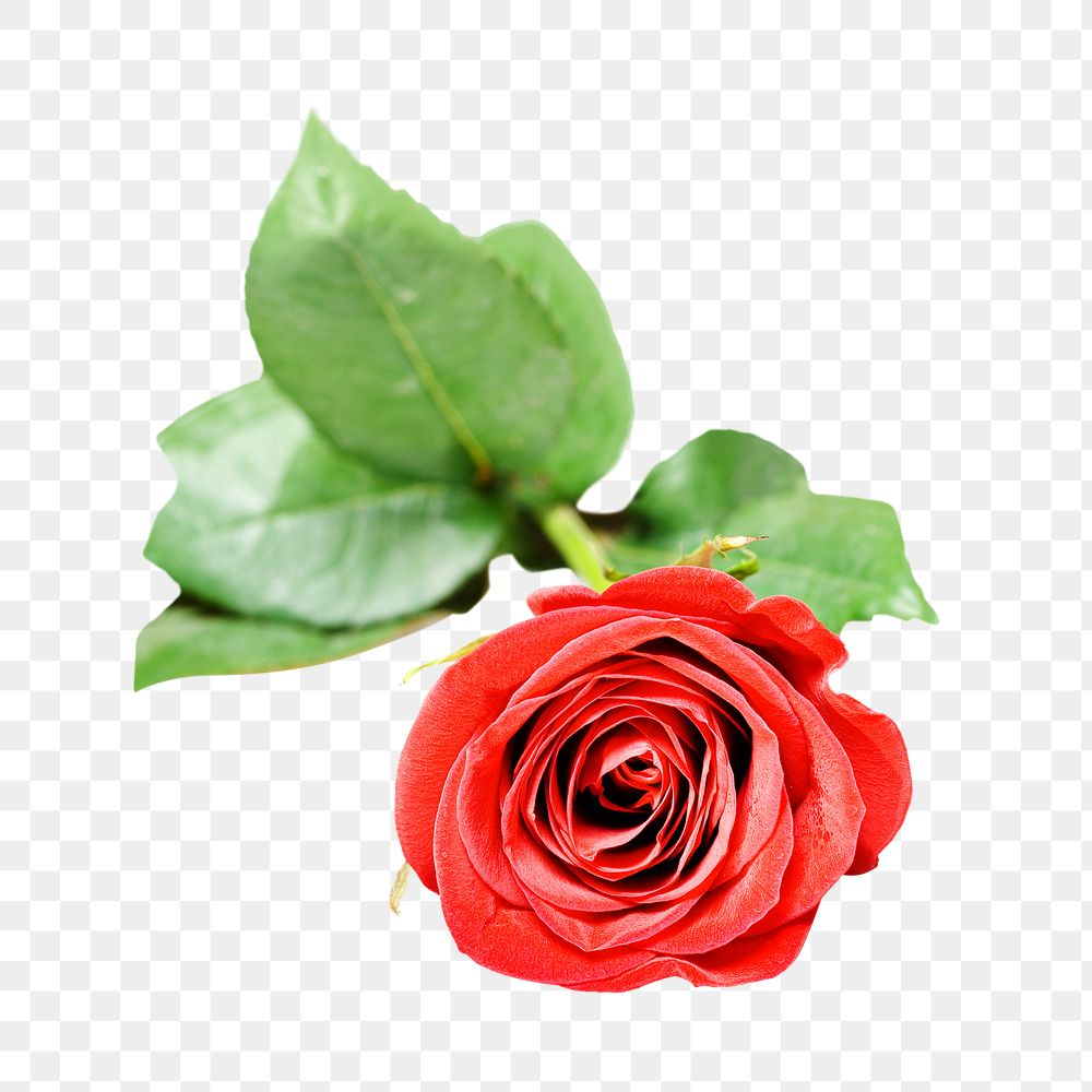 PNG red rose, collage element, transparent background