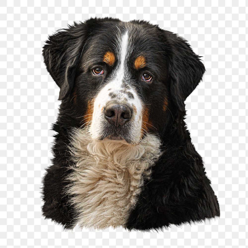 PNG  bernese mountain dog , collage element, transparent background