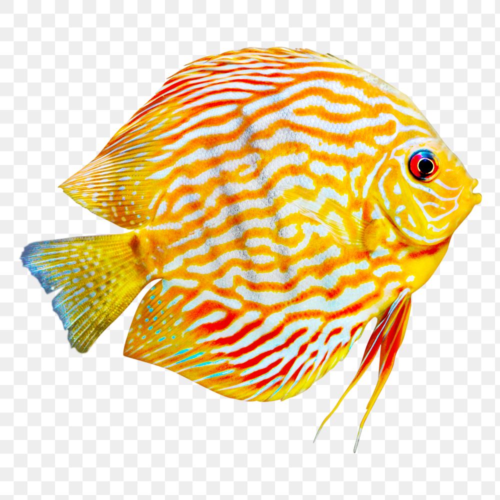 Exotic fish png, transparent background