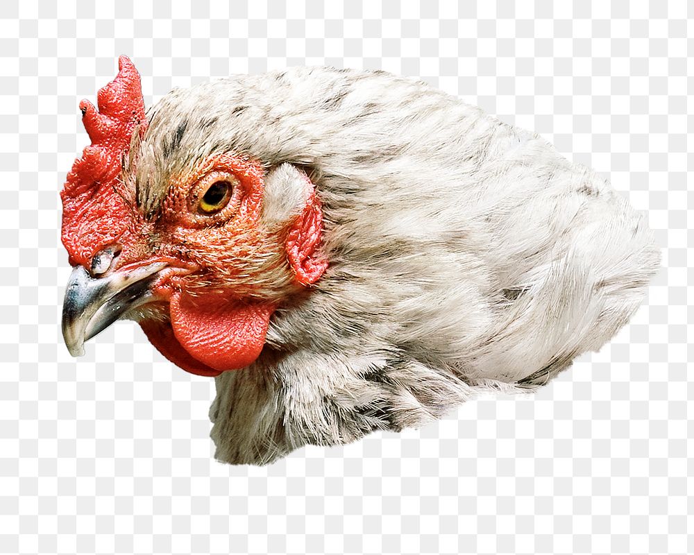 PNG chicken, collage element, transparent background