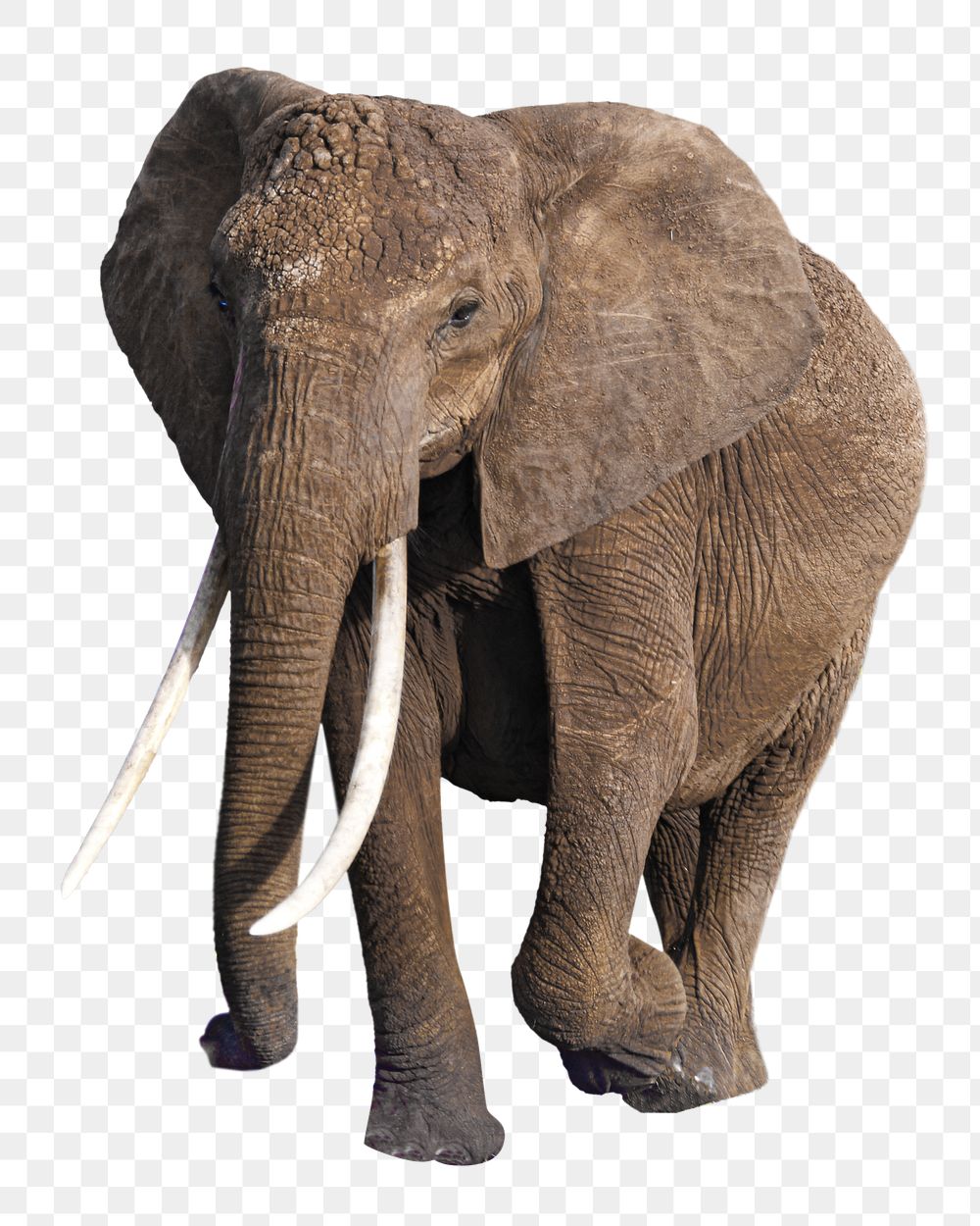 PNG Elephant, collage element, transparent background