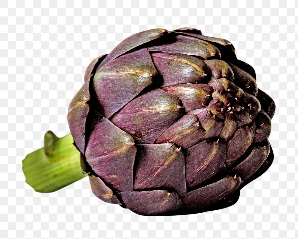 Fresh purple artichoke  png, transparent background