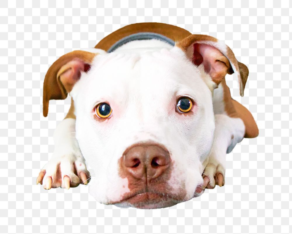 Cute pitbull png, design element, transparent background