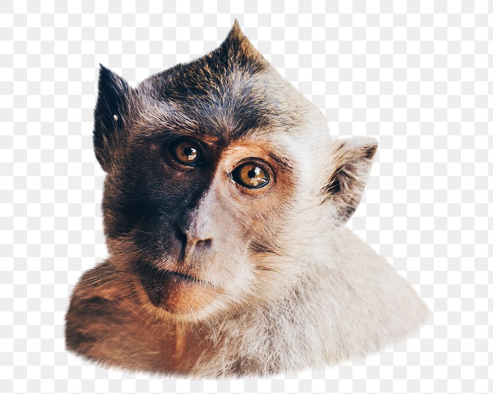 Asian baboon  png, design element, transparent background