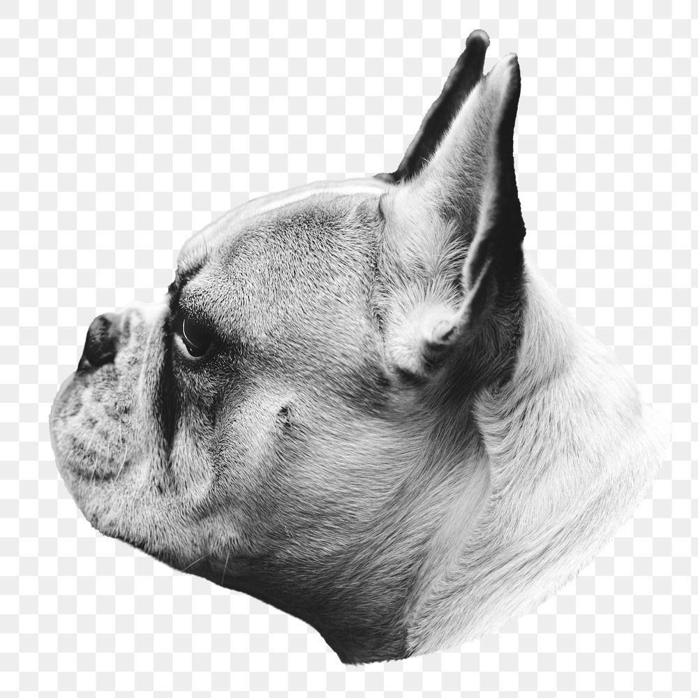 PNG Portrait of a cute french bulldog, collage element, transparent background
