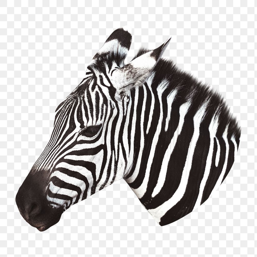 PNG zebra animal, collage element, transparent background