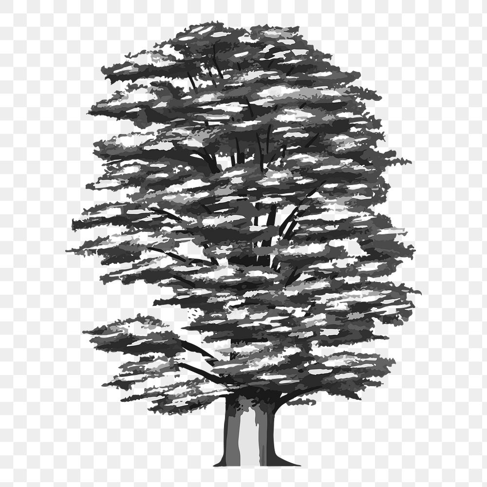 Png monochrome cedrus libani tree illustration, transparent background