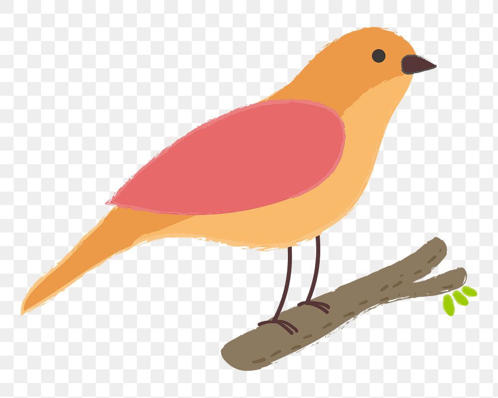 Bird png illustration, transparent background
