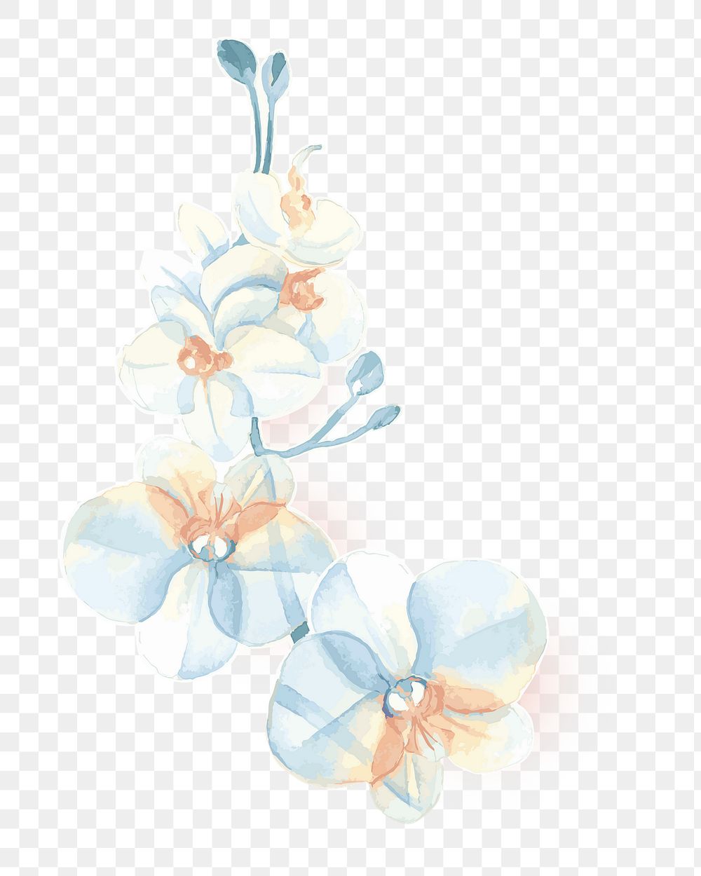 Png blue orchid decorative element, transparent background