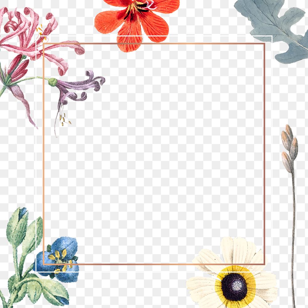 Flower png frame, transparent background