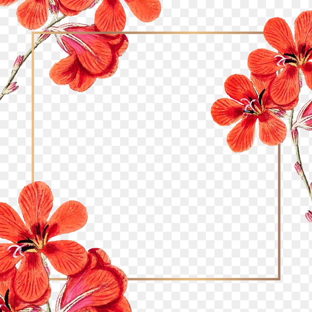 Flower png frame, transparent background