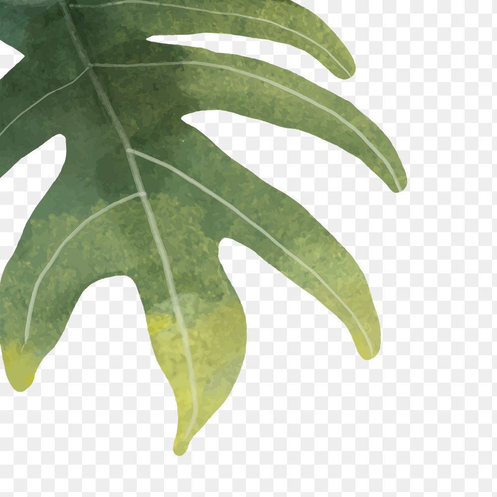 Leaf png border, transparent background