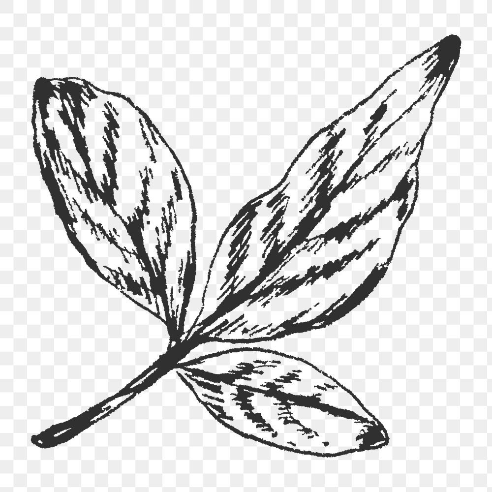 Png vintage leaf branch illustration, transparent background