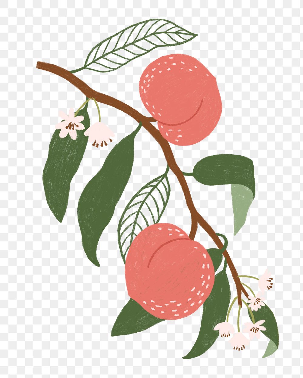 Peach png illustration, transparent background