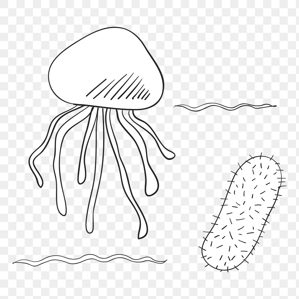 Jellyfish png illustration, transparent background