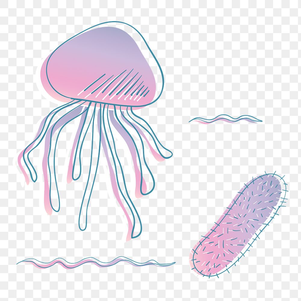 Jellyfish png illustration, transparent background