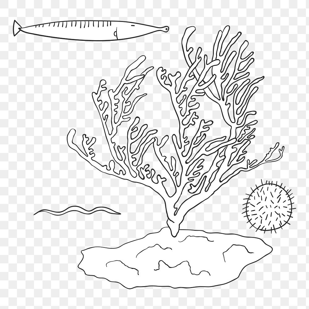 Coral reef png illustration, transparent background