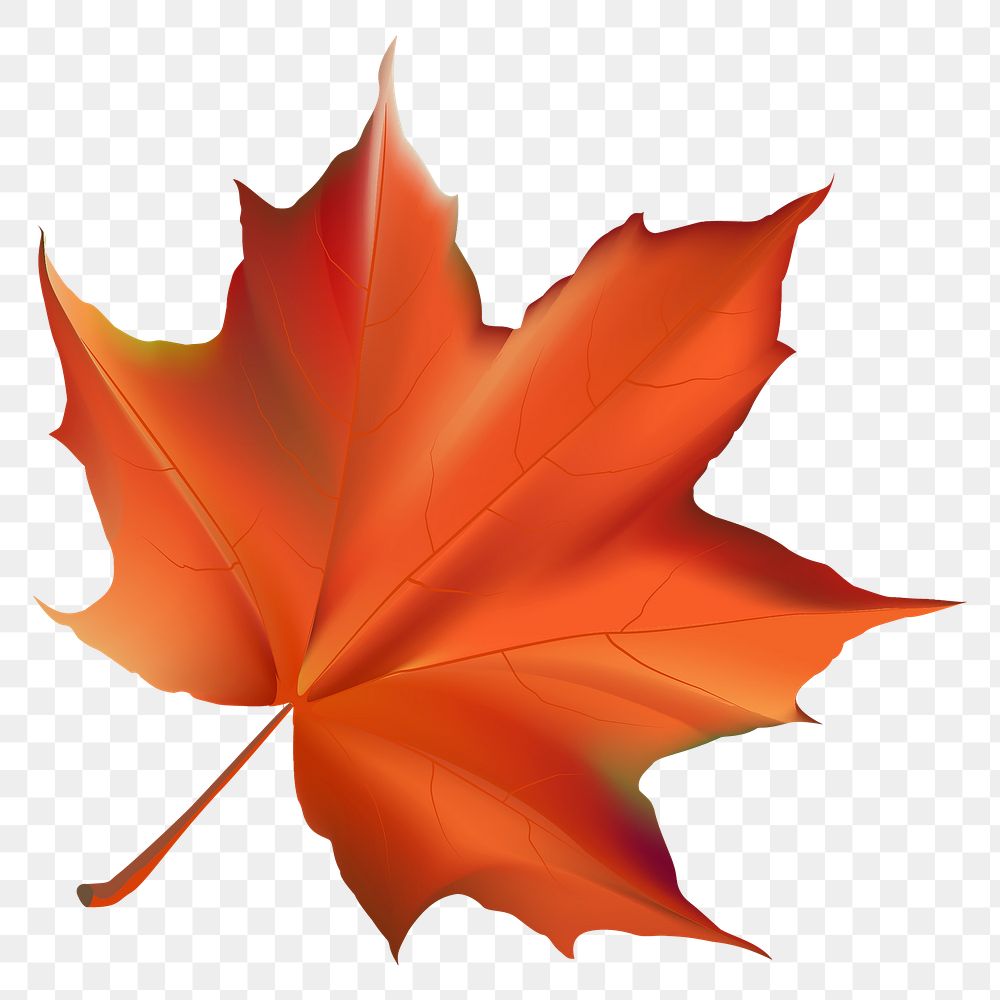 Autumn leaf png, transparent background