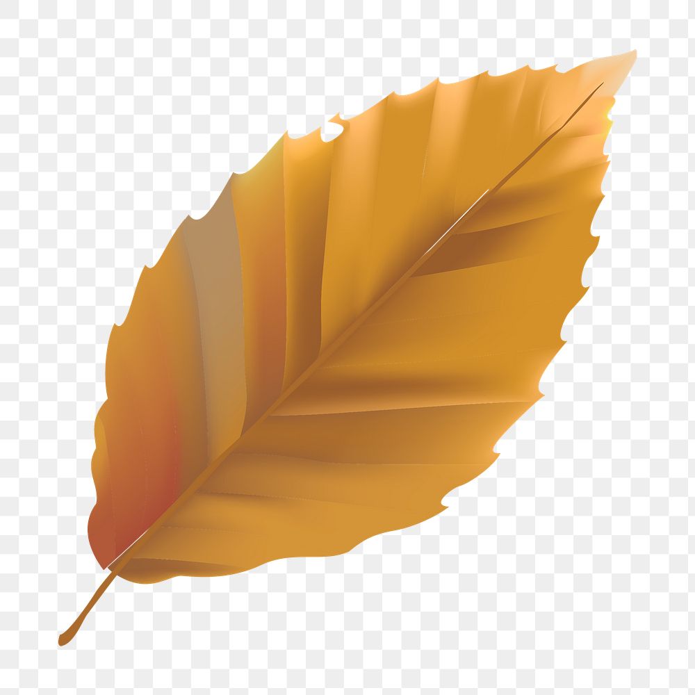 Autumn leaf png, transparent background