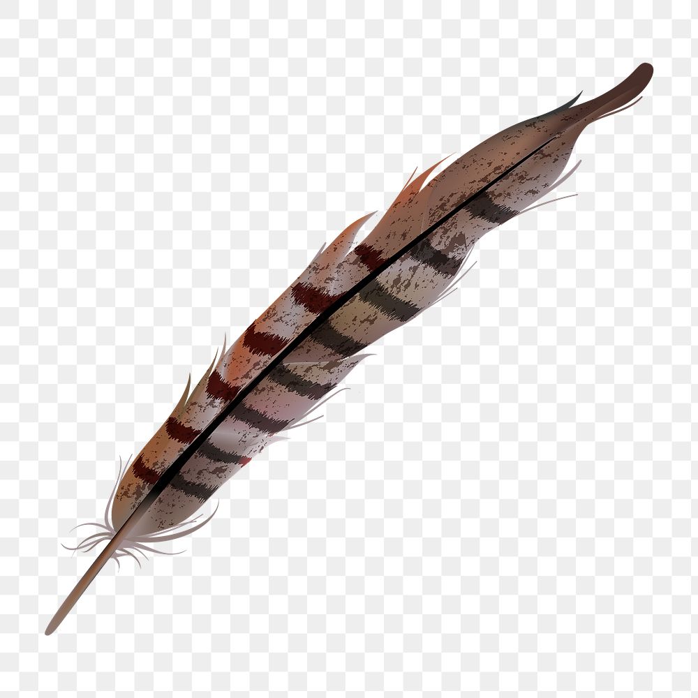 Turkey feather png, transparent background