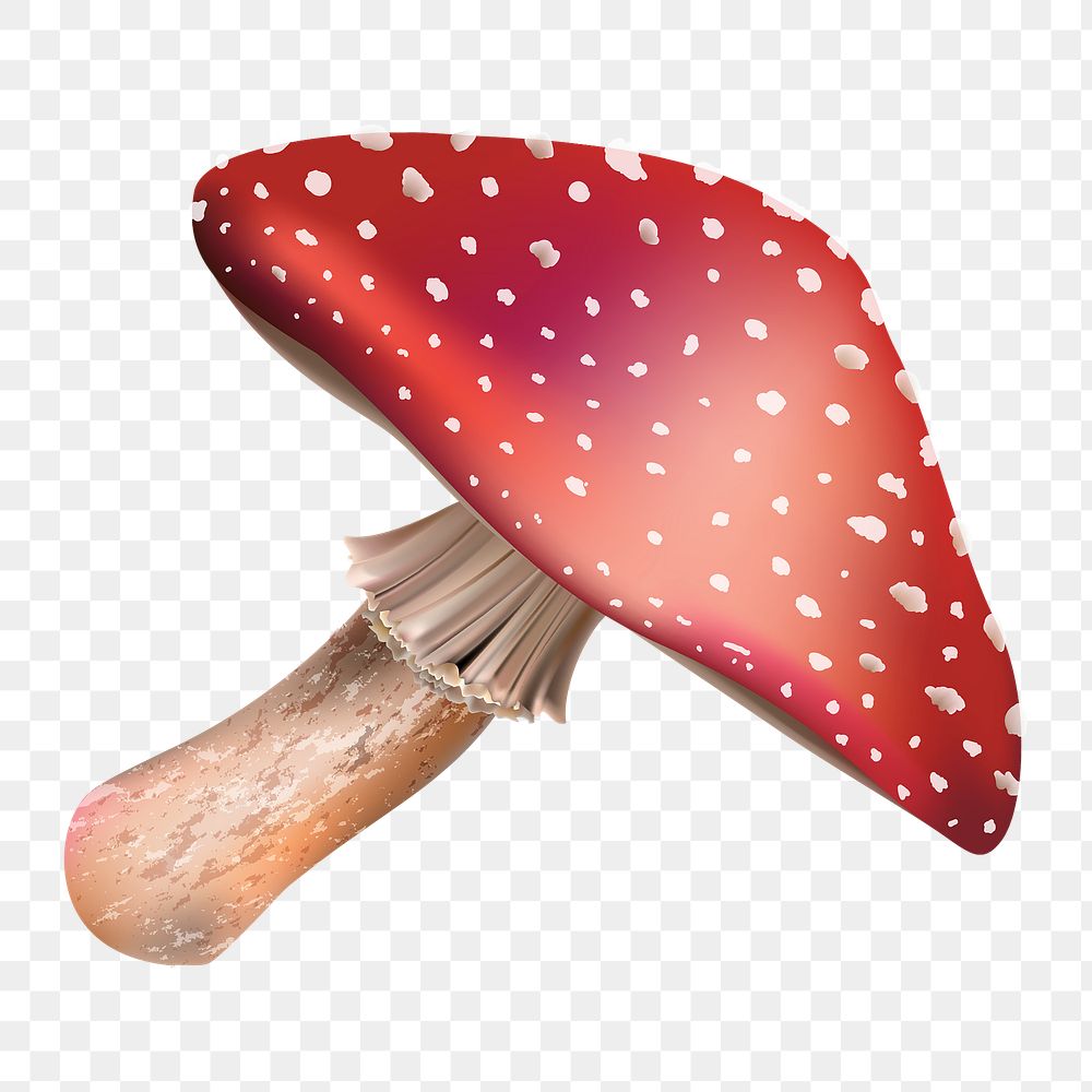 Mushroom png, transparent background