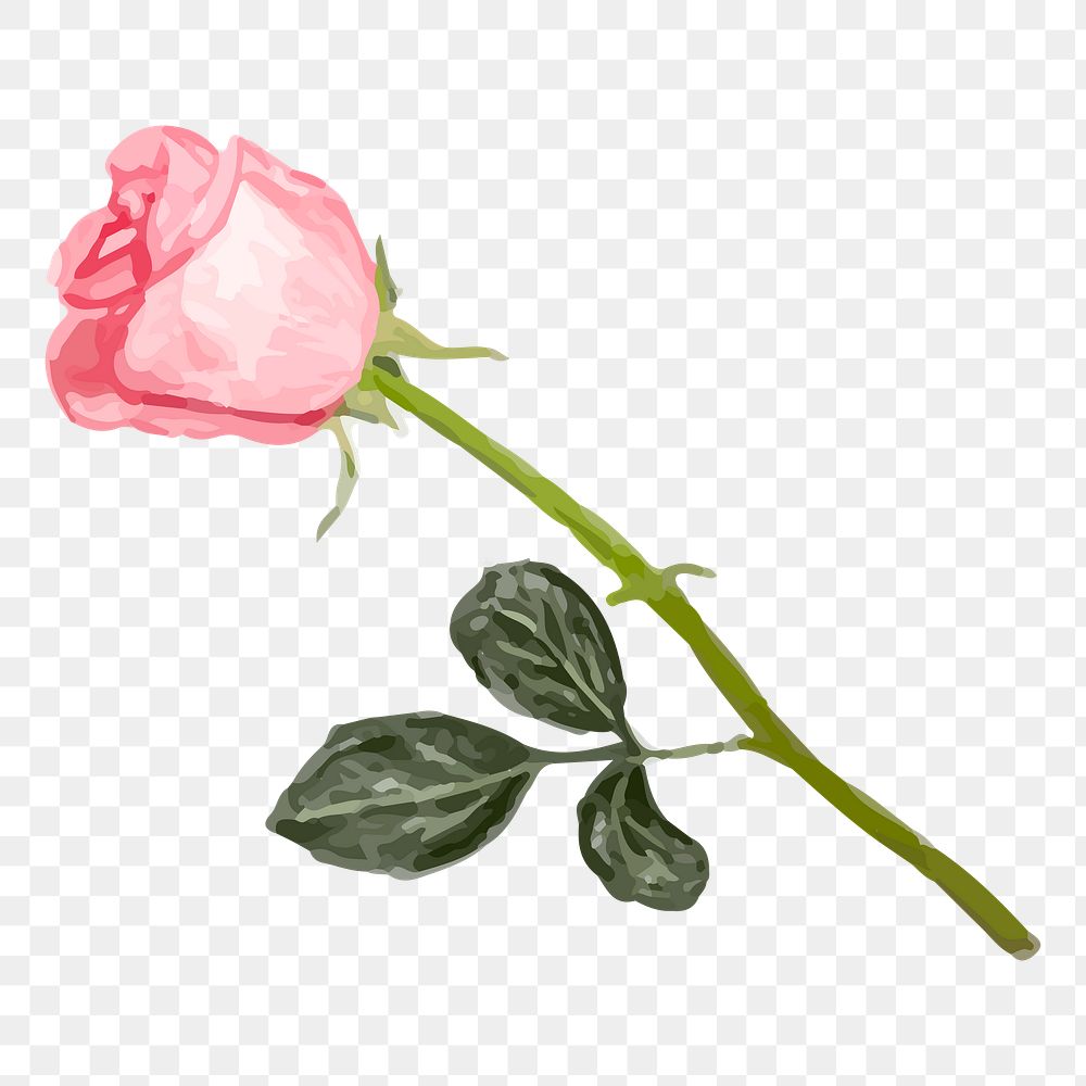 Rose flower png, transparent background