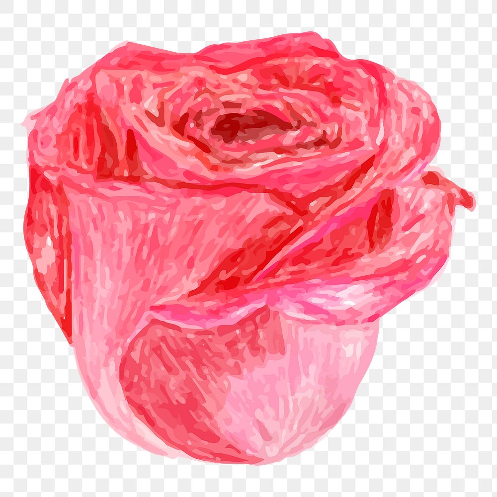 Rose flower png, transparent background