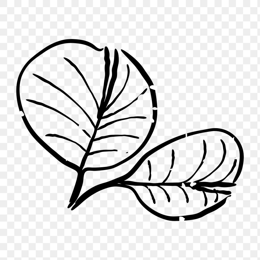 Png plant leaves doodle illustration, transparent background