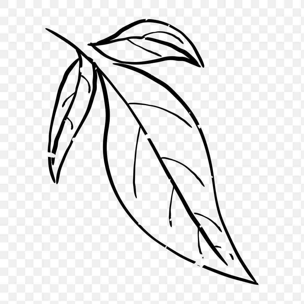 Png leaf  doodle illustration, transparent background