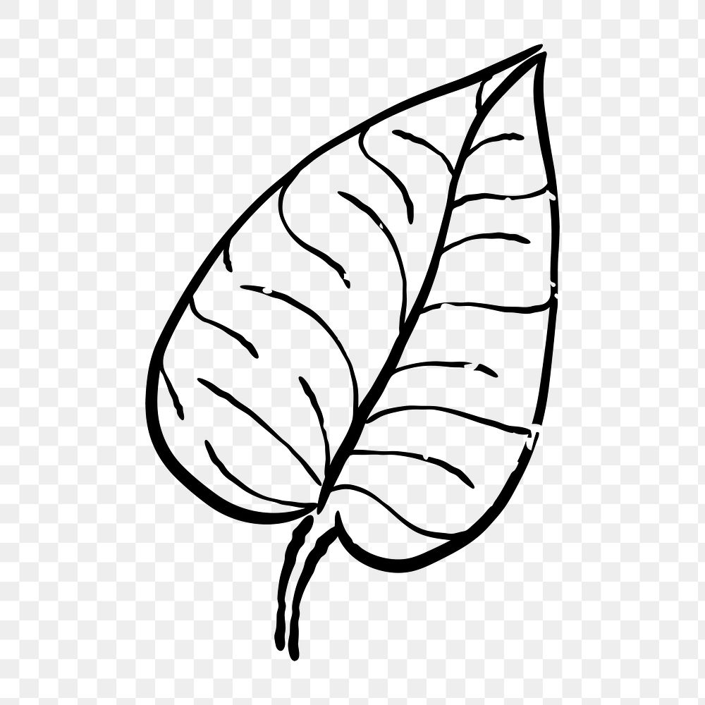 Png leaf  doodle illustration, transparent background