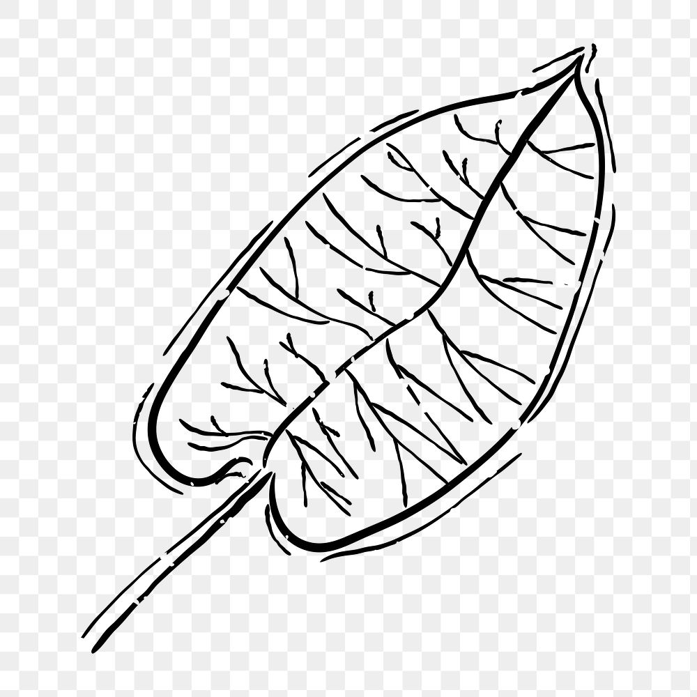 Png big leaf  doodle illustration, transparent background
